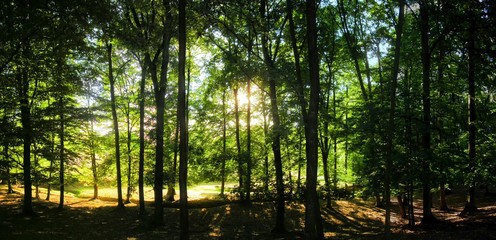 Broad leaf trees forest with green backlit leafs at summer daylight