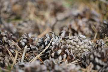 Close up background with pine cone on green grass in the forest at Formby in England