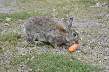 Gray-haired rabbit chewing large carrot