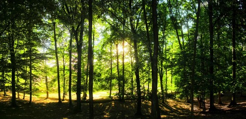 Obraz premium Broad leaf trees forest with green backlit leafs at summer daylight