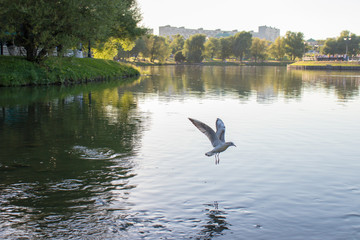 The gull flies with open wings over the lake. Pond with green beaches and trees. A gull is fishing in the water.