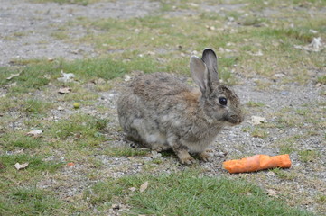 Gray-haired rabbit chewing large carrot
