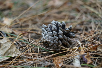 Close up background with pine cone on green grass in the forest at Formby in England