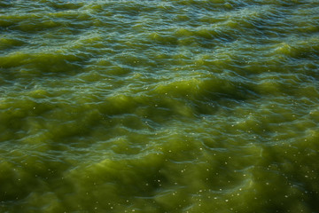 humanity pollution natural environment concept of green dirty water surface and waves background
