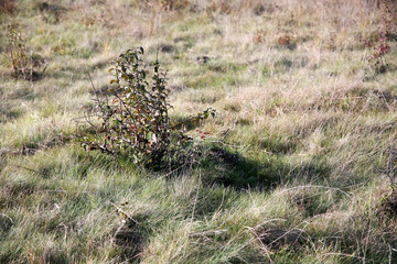 The meadow grass dries up in autumn.