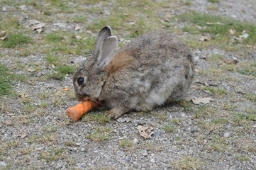 Gray-haired rabbit chewing large carrot
