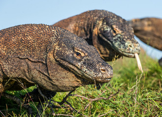 Close up Portrait of Komodo dragon in natural habitat. Scientific name: Varanus komodoensis. Natural background is Landscape of Island Rinca. Indonesia.