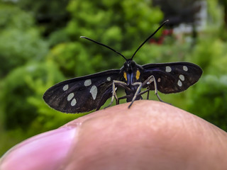 Beautiful butterfly Amata Phegea sits on a hand and looks at the camera. Close-up. Open air. Nature concept for design.