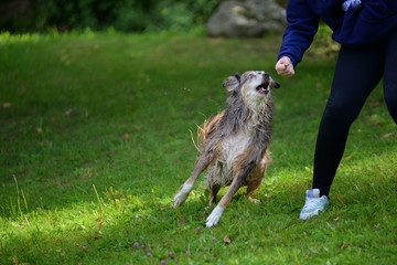 aggressiver Hund, Hütehund versucht junge sportliche Frau zu beißen.