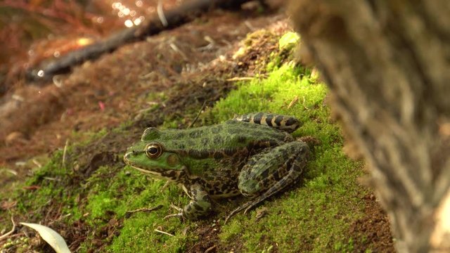 Lake green frog Rana ridibunda sits on the shore of a wild lake in the autumn in the foothills of the North Caucasus