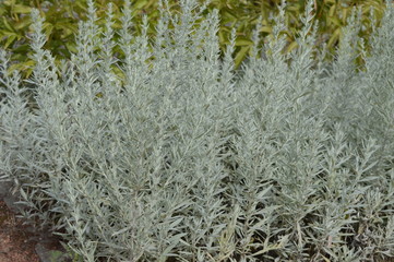 Artemisia schmidtiana with hairy silvery leaves