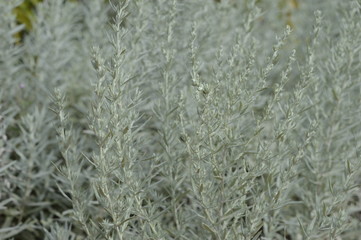 Artemisia schmidtiana with hairy silvery leaves