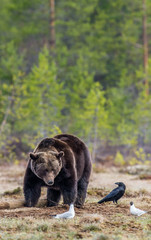 Wild Brown Bear on the bog in spring forest. Scientific name:  Ursus arctos.