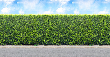 Green  hedge from evergreen plants with sky and gravel road. Seamless endless pattern.
