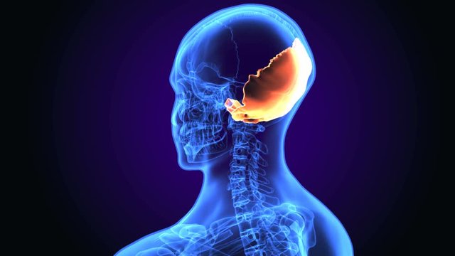 3d illustration Brain Anatomy - Occipital Bone - Anatomy Bones
