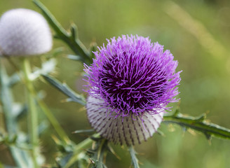 Flowering thistle on a blurred natural background