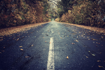 Autumn leaves on rainy road © firewings