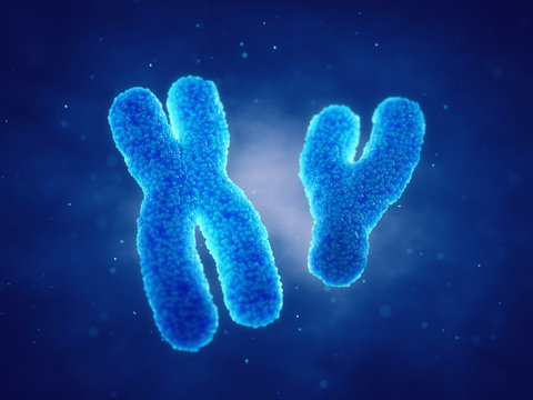 X and Y chromosomes , Genetic disorders and gene therapy , Gender roles