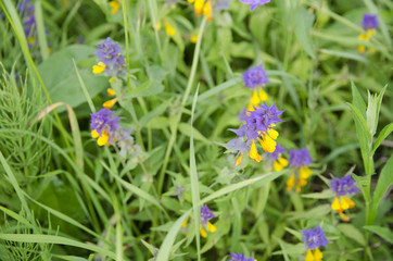 field flowers