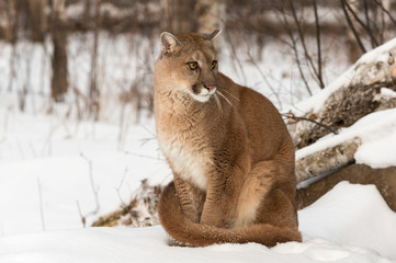Adult Female Cougar (Puma concolor) Looks Right with Worried Expression © hkuchera