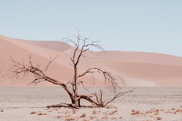 Vertrockneter Baum in der W&uuml;ste