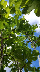 Landscape Clouds Skyline 