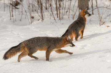 Grey Fox (Urocyon cinereoargenteus) Walks Right Another in Background