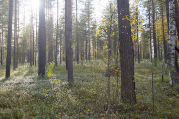 Landscape with pines and white moss