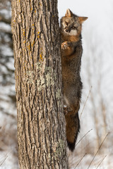 Grey Fox (Urocyon cinereoargenteus) Climbs Up Side of Tree