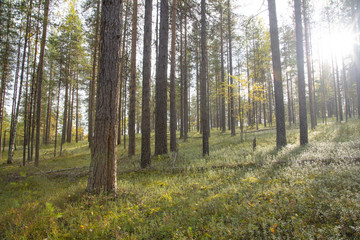 Landscape with pines and white moss