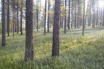 Landscape with pines and white moss