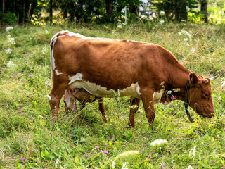 A cow with a calf in the Alps