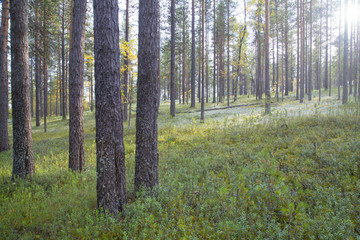 Landscape with pines and white moss