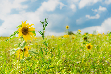schönes Sonnenblumenfeld, natürlich