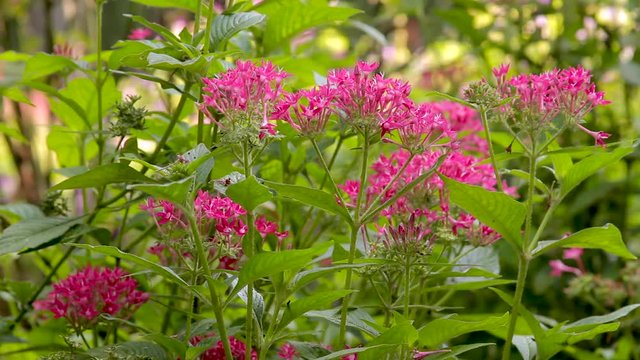 Pink Pentas Flowers in a Woodland Garden in Spring