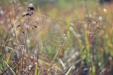 spider wrapped the web in the woods in autumn.
