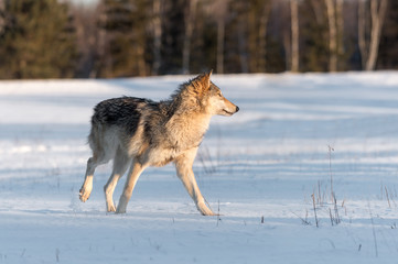 Fototapeta premium Grey Wolf (Canis lupus) Makes Turn in Snowy Field