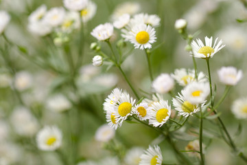 beautiful small delicate flowers of chamomile blooming in a field or on a meadow