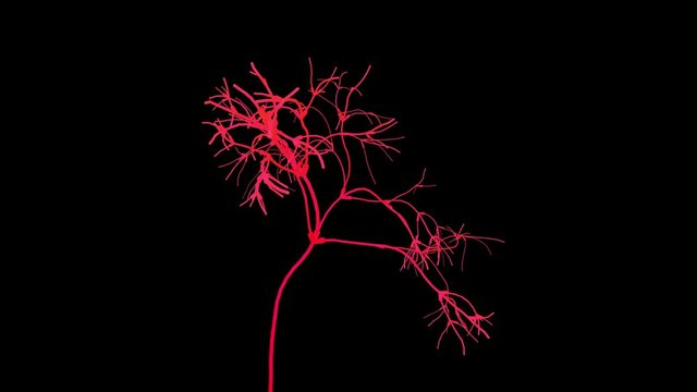 Nerves, Neurons Growing, Dying.Neuropathy. 3d Animation Concept. Fractal Network Growth And Decay