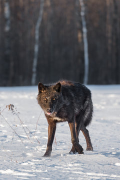 Black Phase Grey Wolf (Canis lupus) Stares Out Tongue Out