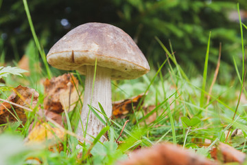 Mushroom boletus grows in the forest in early autumn