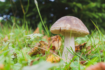 Mushroom boletus grows in the forest in early autumn