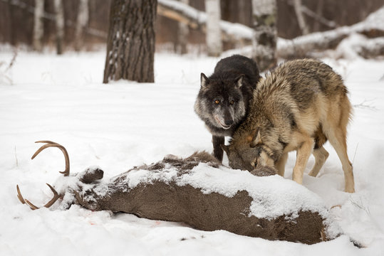 Grey Wolves (Canis lupus) Looks Up Over Wolf at Deer Carcass