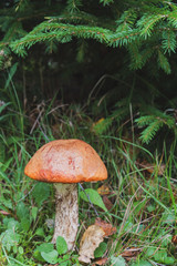 Noble red mushroom grows under the tree in the forest in early autumn