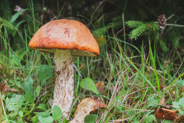 Noble red mushroom grows under the tree in the forest in early autumn