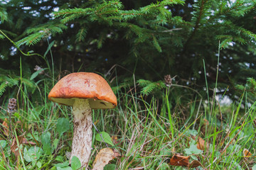 Noble red mushroom grows under the tree in the forest in early autumn