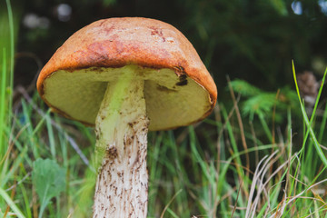 Noble red mushroom grows under the tree in the forest in early autumn