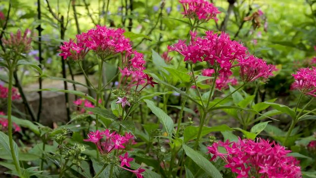 Pink Pentas Flowers in a Woodland Garden in Spring