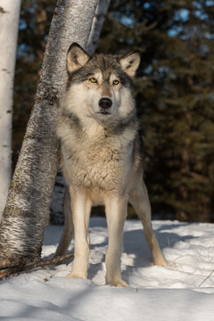 Grey Wolf (Canis lupus) Stands in Front of Trees