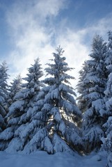 Christmas Tree snowly winter ski